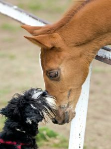 Livestock Protectors